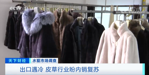 ‘外国的貂被杀了’刷屏背后 国内毛皮原料价格飙升与貂皮大衣市场遇冷的反差调查